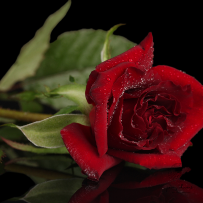 Single Stalk Red Rose