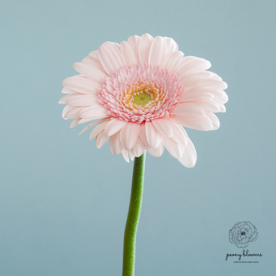 Single Stalk Daisy