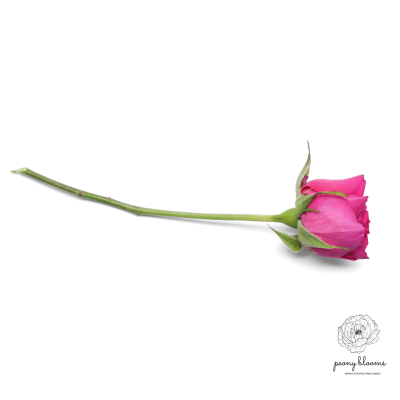 Single Stalk Pink Rose