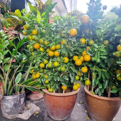 CHINESE NEW YEAR 4 SEASON LIME 9 (MEDIUM )