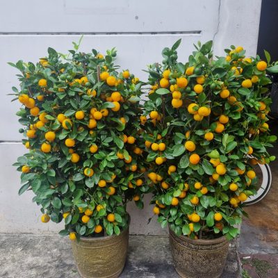 CHINESE NEW YEAR 4 SEASON ORANGE (1.2M)